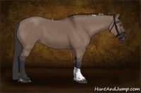 Horse Color:Liver Red Dun Tobiano 