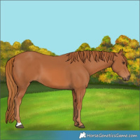 Horse Color:Chestnut 