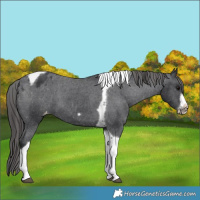 Horse Color:Black Tobiano Frame Appaloosa 
