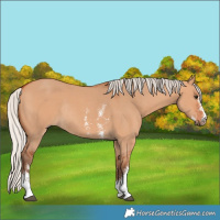 Horse Color:Silver Bay Dun Sabino Rabicano 
