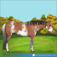 Horse Color:White Spotted Bay Frame 