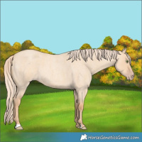 Horse Color:Gold Champagne Roan Dun 