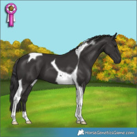 Horse Color:Smoky Black Tobiano