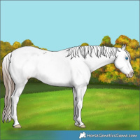 Horse Color:Grullo Splash Tobiano Frame Appaloosa 