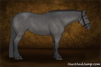 Horse Color:Grullo Roan 