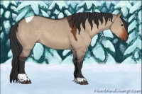 Horse Color:Brown Dun Tobiano 