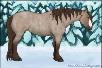 Horse Color:Liver Red Dun Roan Rabicano 