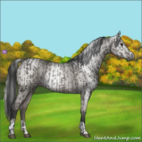 Horse Color:Grullo  and Gray Grullo 