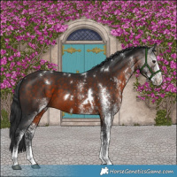Horse Color:White Spotted Brown 