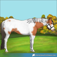 Horse Color:Bay Tobiano Frame 