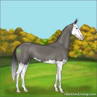 Horse Color:Grullo Roan Splash 