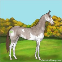 Horse Color:Liver Red Roan Splash 