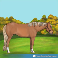 Horse Color:Chestnut 