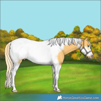 Horse Color:Palomino Tobiano Frame Rabicano 