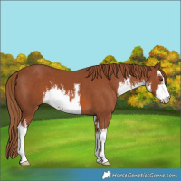 Horse Color:White Spotted Chestnut 