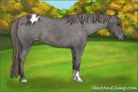 Horse Color:Smoky Black Appaloosa 
