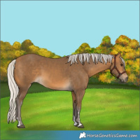 Horse Color:Silver Buckskin 