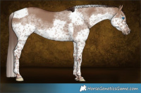 Horse Color:Liver Red Dun Splash Tobiano Frame 