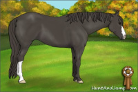 Horse Color:Smoky Black