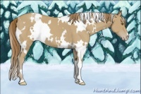 Horse Color:White Spotted Classic Cream Champagne Appaloosa 