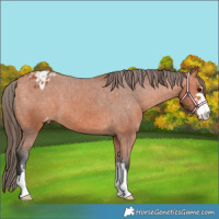 Horse Color:Bay Appaloosa 