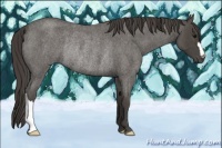 Horse Color:Smoky Blue Roan Rabicano 