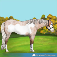 Horse Color:Silver Bay Roan Frame 