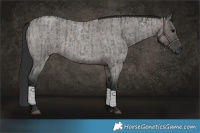 Horse Color:Grullo Roan  and Grullo Roan 