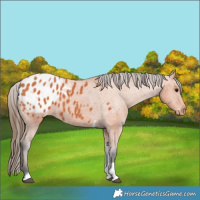 Horse Color:Bay Tobiano Appaloosa 