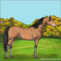 Horse Color:Bay  and Bay 