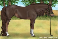 Horse Color:Liver Chestnut Tobiano 