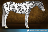 Horse Color:Smoky Black Splash Tobiano Near Leopard 