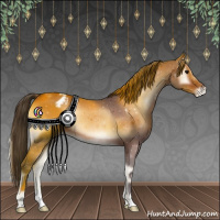 Horse Color:Buckskin Onyx Appaloosa 