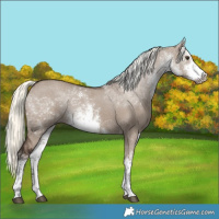 Horse Color:White Spotted Liver Red Dun Mushroom Rabicano 