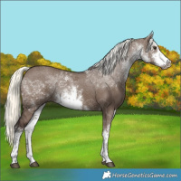 Horse Color:White Spotted Liver Red Dun Mushroom Rabicano 