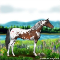 Horse Color:White Spotted Brown Tobiano Appaloosa 