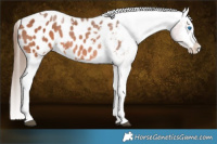 Horse Color:White Spotted Bay Splash Tobiano Appaloosa 