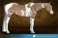 Horse Color:White Spotted Bay Dun Splash Tobiano Rabicano 