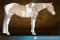 Horse Color:White Spotted Bay Dun Splash Tobiano Rabicano