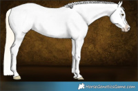 Horse Color:White Spotted Palomino Dun Splash Tobiano Appaloosa 