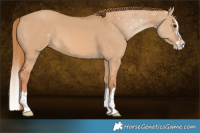 Horse Color:Red Dun Splash 