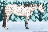 Horse Color:Bay Dun Appaloosa 