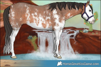 Horse Color:Bay Sabino Splash 