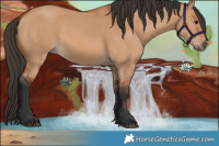 Horse Color:Bay Dun 