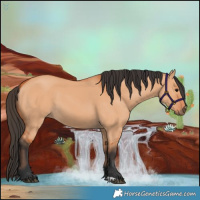 Horse Color:Bay Dun 