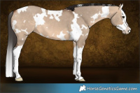 Horse Color:White Spotted Bay Dun Splash 