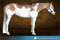 Horse Color:White Spotted Bay Dun Splash Frame 