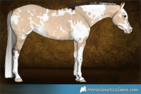 Horse Color:White Spotted Bay Dun Splash 