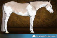Horse Color:Sable Champagne Dun Splash 