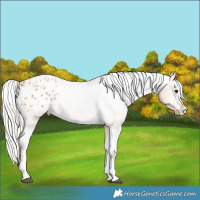 Horse Color:White Spotted Silver Bay Dun Splash Appaloosa 